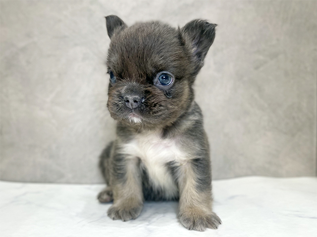 フレンチブルドッグ