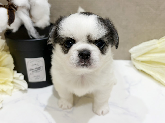 大阪府のチワペキ/ペキチー/ペキチワ(チワワ×ペキニーズ) (ペッツファースト難波店/2025年10月7日生まれ/女の子/パーティーカラー)の子犬の1枚目の画像