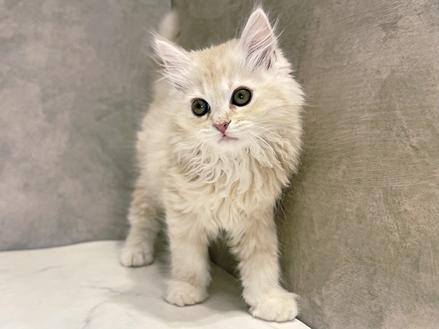 千葉県のラガマフィン (ペッツファーストららぽーとTOKYO-BAY店/2025年10月7日生まれ/男の子/カメオタビーホワイト)の子猫の1枚目の画像