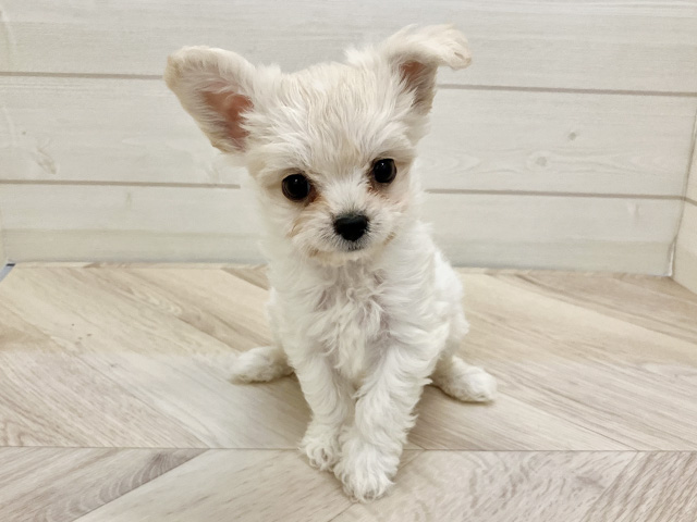 福岡県のハーフ犬・ミックス犬 (ペッツファースト大牟田店/2025年10月8日生まれ/男の子/クリーム)の子犬の1枚目の画像