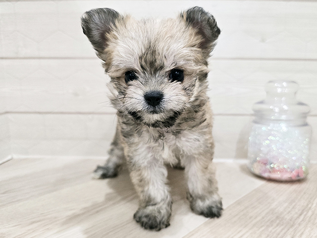 ビションフリーゼミックス