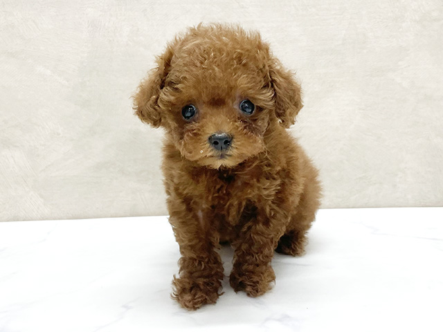 東京都のトイプードル(タイニー) (ペッツファースト八王子多摩美大前店/2025年10月8日生まれ/女の子/レッド)の子犬