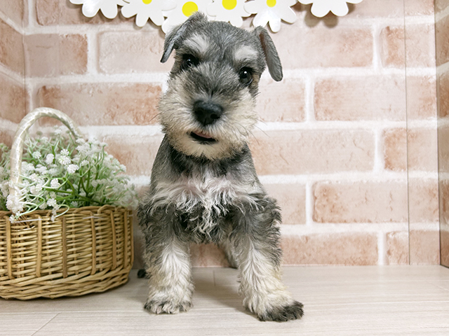 広島県のミニチュアシュナウザー (ペッツファースト広島本通店/2025年10月8日生まれ/男の子/ソルトペッパー)の子犬の1枚目の画像