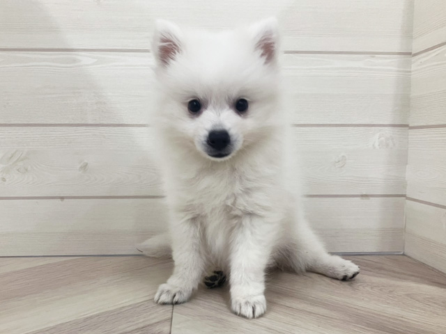 埼玉県の日本スピッツ (ペッツファースト上尾店/2025年10月1日生まれ/女の子/ホワイト)の子犬の1枚目の画像