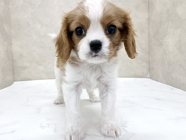 東京都のキャバリアキングチャールズスパニエル (ペッツファースト八王子多摩美大前店/2025年10月8日生まれ/男の子/ブレンハイム)の子犬の1枚目の画像