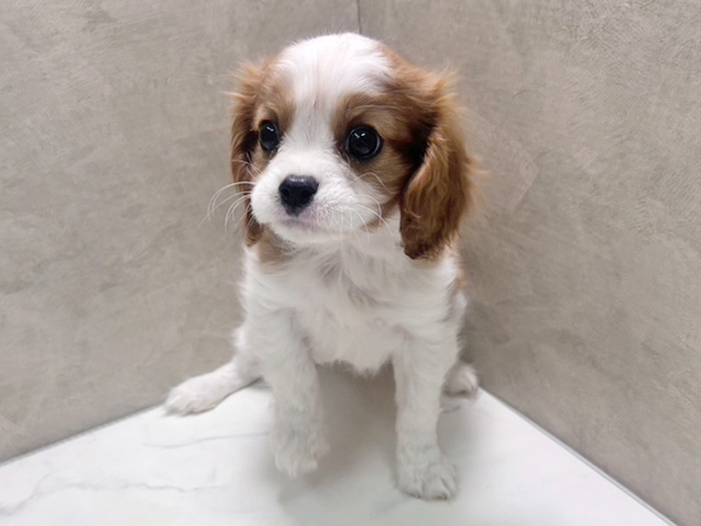キャバリアキングチャールズスパニエル, 性別 女の子, 誕生日 2025/10/08, 毛色 ブレンハイム, 出身 福島県, 店舗 岩槻店(埼玉県), お問い合わせ番号 2591076