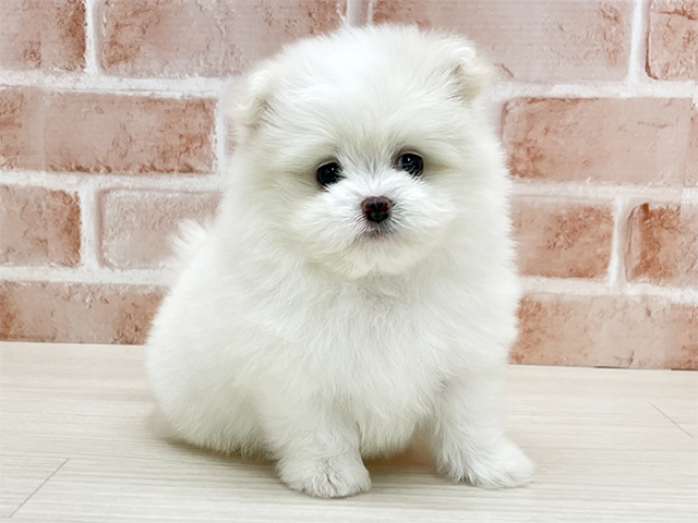 東京都のポメビション(ポメラニアン×ビションフリーゼ) (ペッツファースト八王子多摩美大前店/2025年10月4日生まれ/男の子/ホワイト)の子犬