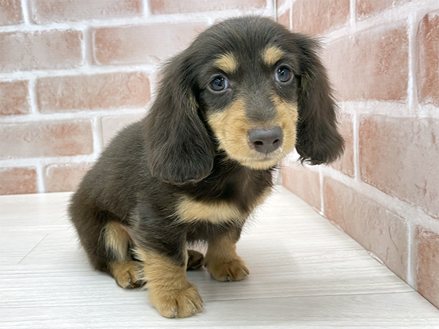 東京都のミニチュアダックスフンド(ロング) (ペッツファースト八王子多摩美大前店/2025年10月1日生まれ/男の子/チョコレートタン)の子犬