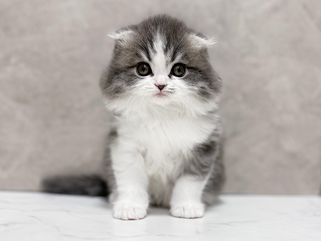 東京都のスコティッシュフォールド (ペッツファースト池袋店/2025年10月7日生まれ/女の子/ブルータビーホワイト)の子猫の1枚目の画像