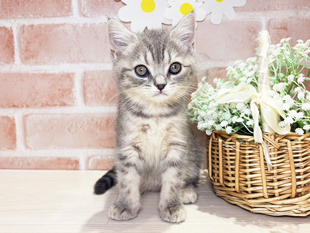 岡山県のブリティッシュショートヘアー (ペッツファースト倉敷店/2025年10月9日生まれ/女の子/ブルータビー)の子猫