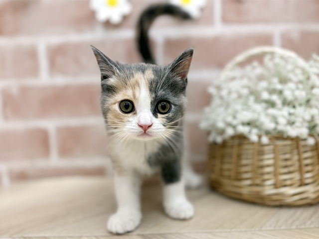 東京都のブリティッシュショートヘアー (ペッツファーストfor cats武蔵小山店/2025年10月9日生まれ/女の子/ダイリュートキャリコ)の子猫の1枚目の画像
