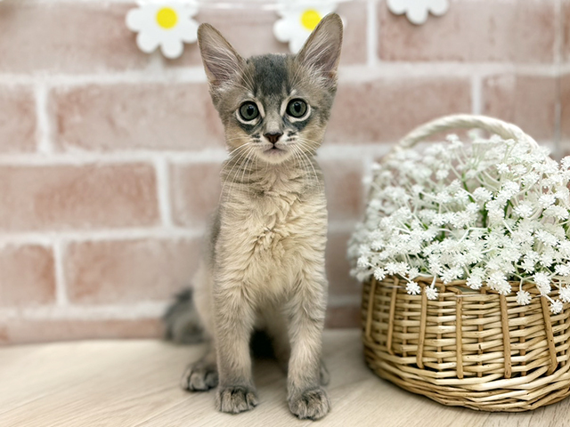 東京都のソマリ (ペッツファーストfor cats武蔵小山店/2025年10月9日生まれ/男の子/ブルー)の子猫の1枚目の画像