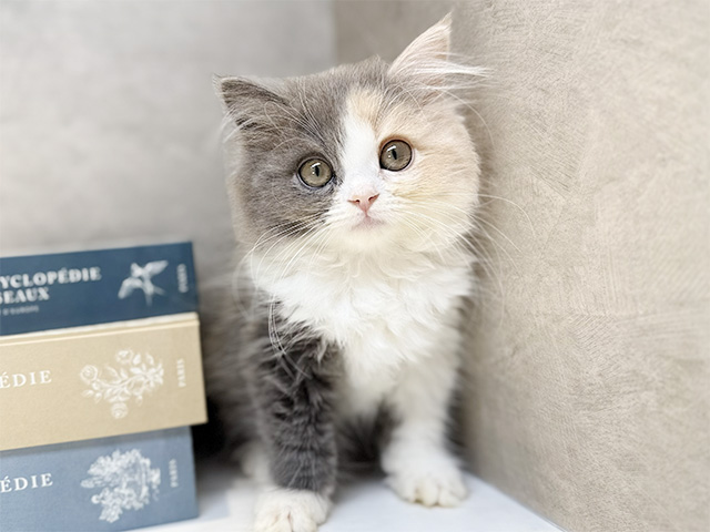 埼玉県のラガマフィン (ペッツファースト川口店/2025年10月9日生まれ/女の子/ダイリュートキャリコ)の子猫の1枚目の画像