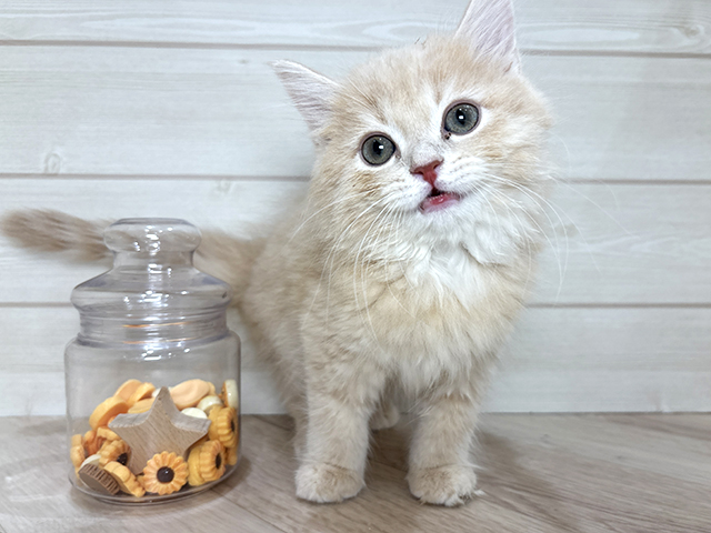 兵庫県のサイベリアン (ペッツファースト神戸元町店/2025年10月8日生まれ/男の子/クリームタビー)の子猫の1枚目の画像