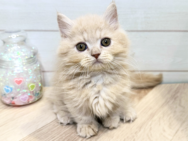 神奈川県のマンチカン (ペッツファースト川崎店/2025年9月27日生まれ/男の子/クリームタビー)の子猫の1枚目の画像