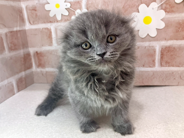 東京都のスコティッシュフォールド (ペッツファーストお台場店/2025年10月9日生まれ/男の子/ブルー)の子猫の1枚目の画像