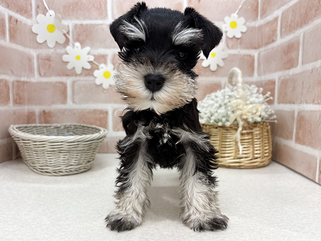 東京都のミニチュアシュナウザー (ペッツファーストお台場店/2025年10月9日生まれ/女の子/ブラックシルバー)の子犬の1枚目の画像