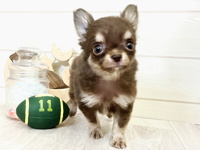 愛知県のチワワ(ロング) (ペッツファースト大高店/2025年10月5日生まれ/男の子/チョコレートクリームホワイト)の子犬の1枚目の画像