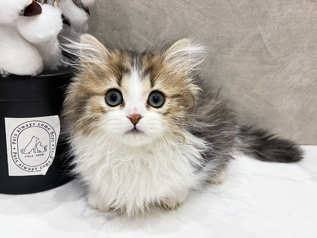 ミヌエット, 性別 男の子, 誕生日 2025/10/01, 毛色 ブラウンタビーホワイト, 出身 静岡県, 店舗 名古屋栄店(愛知県), お問い合わせ番号 2508013