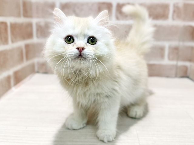 神奈川県のブリティッシュロングヘアー (ペッツファースト秦野店/2025年10月8日生まれ/男の子/シェーデットカメオ)の子猫の1枚目の画像