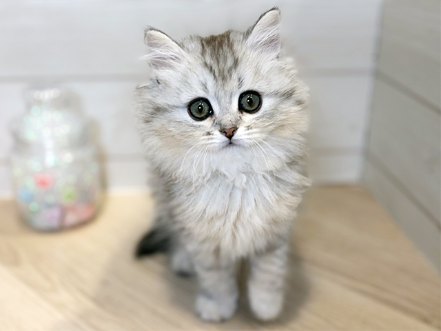 神奈川県のブリティッシュロングヘアー (ペッツファースト川崎店/2025年10月8日生まれ/女の子/シルバータビー)の子猫の1枚目の画像