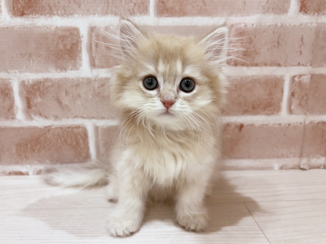 神奈川県のブリティッシュロングヘアー (ペッツファーストfor cats横浜元町店/2025年10月9日生まれ/男の子/ライラックゴールデンシェル)の子猫