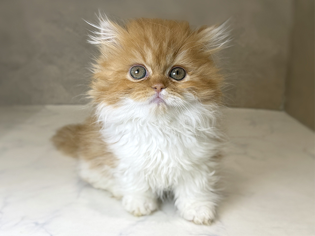 東京都のミヌエット (ペッツファーストららぽーと立川立飛店/2025年10月7日生まれ/女の子/レッドタビーホワイト)の子猫の1枚目の画像