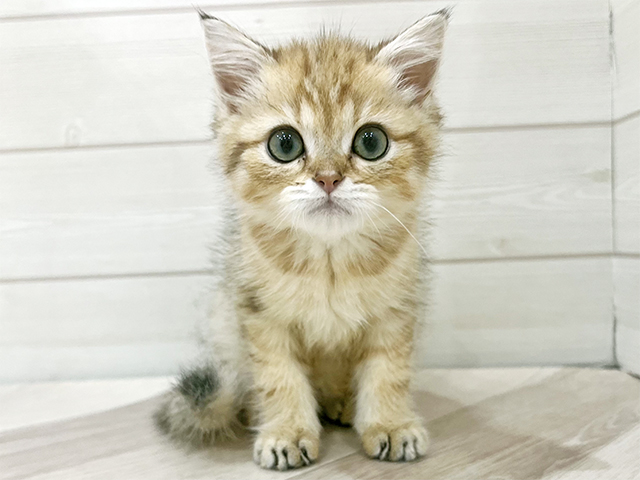 福岡県のブリティッシュショートヘアー (ペッツファースト福岡天神店(c)/2025年9月29日生まれ/男の子/ブラックゴールデンシェーデット)の子猫の1枚目の画像