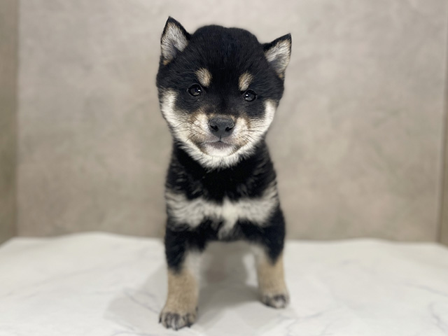 奈良県の豆柴 (ペッツファースト橿原店/2025年10月9日生まれ/男の子/黒)の子犬の1枚目の画像