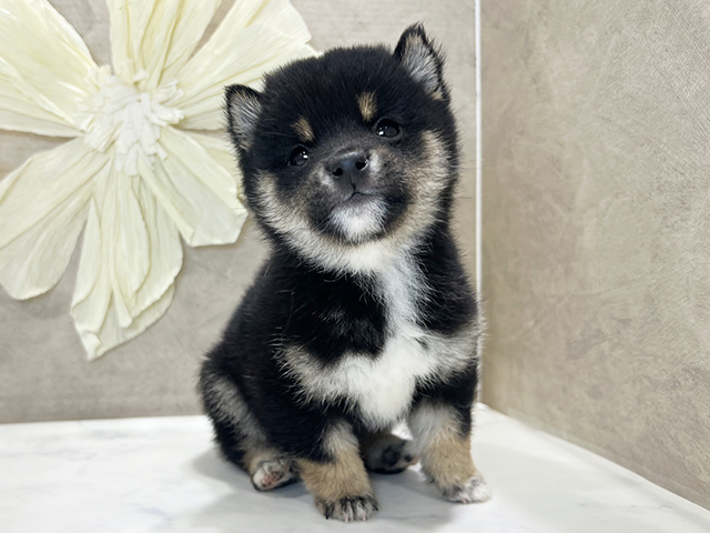 兵庫県の豆柴 (ペッツファースト神戸三宮センター街店/2025年10月9日生まれ/男の子/黒)の子犬の1枚目の画像