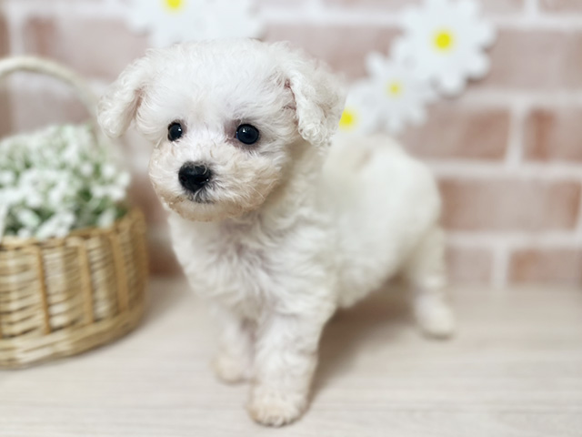 埼玉県のビションフリーゼ (ペッツファースト入間店/2025年10月9日生まれ/女の子/ホワイト)の子犬の1枚目の画像