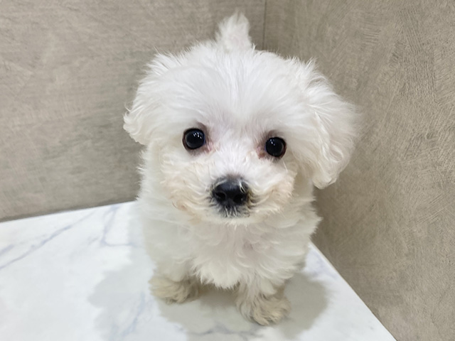 静岡県のビションフリーゼ (ペッツファースト富士宮店/2025年10月9日生まれ/女の子/ホワイト)の子犬の1枚目の画像