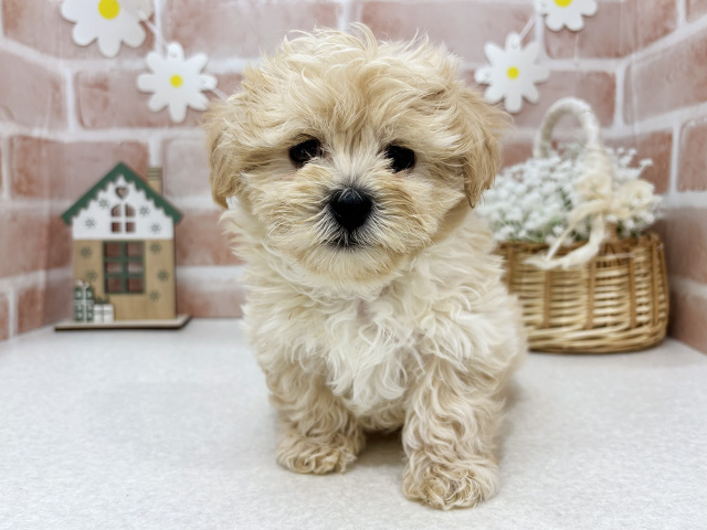 東京都のペキプー(ペキニーズ×プードル) (ペッツファーストお台場店/2025年10月9日生まれ/男の子/クリーム)の子犬の1枚目の画像