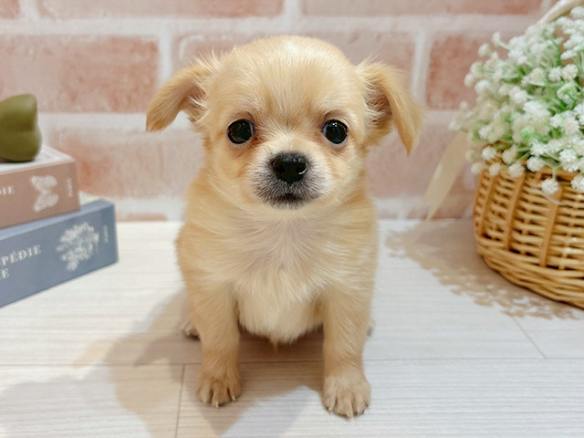 東京都のチワックス(チワワ×ダックス) (ペッツファースト自由が丘店/2025年10月9日生まれ/男の子/クリームホワイト)の子犬の1枚目の画像