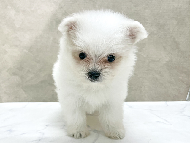 東京都のポメマル/マルポメ(ポメラニアン×マルチーズ) (ペッツファースト八王子多摩美大前店/2025年10月7日生まれ/女の子/ホワイトクリーム)の子犬の1枚目の画像