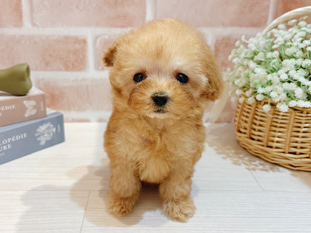 東京都のトイプードル(ティーカップ) (ペッツファースト自由が丘店/2025年10月8日生まれ/男の子/アプリコット)の子犬の1枚目の画像
