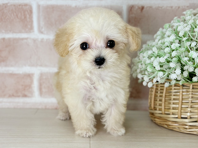 京都府のトイプードル(ティーカップ) (ペッツファースト京都店/2025年10月8日生まれ/女の子/アプリコット)の子犬