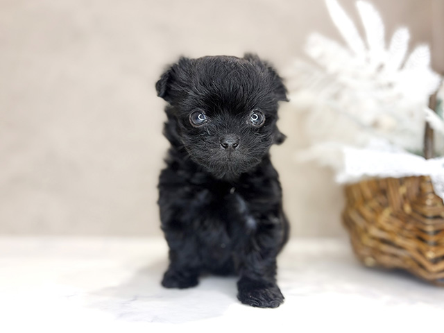 大阪府のチワプー/プーチー(チワワ×プードル) (ペッツファースト茶屋町店/2025年10月9日生まれ/男の子/ブラック)の子犬の1枚目の画像
