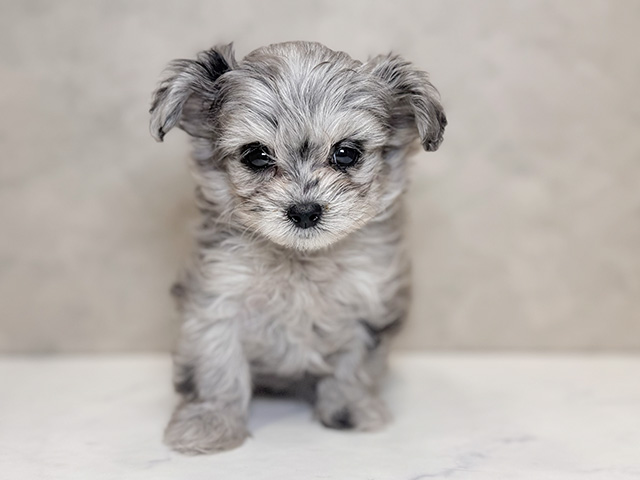 埼玉県のチワプー/プーチー(チワワ×プードル) (ペッツファーストPETEMOレイクタウンmori店/2025年10月9日生まれ/男の子/ブルーマール)の子犬