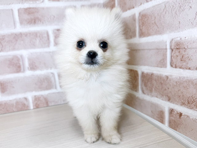 大阪府のポメチワ/チワポメ/ポメチー(ポメラニアン×チワワ) (ペッツファースト東大阪店/2025年9月28日生まれ/男の子/クリームホワイト)の子犬の1枚目の画像