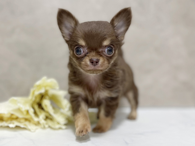 東京都のチワワ(ロング) (ペッツファースト池袋店/2025年10月10日生まれ/男の子/チョコレートタン)の子犬の1枚目の画像