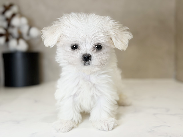 東京都のマルチーズ (ペッツファーストららぽーと立川立飛店/2025年10月10日生まれ/男の子/ホワイト)の子犬の1枚目の画像