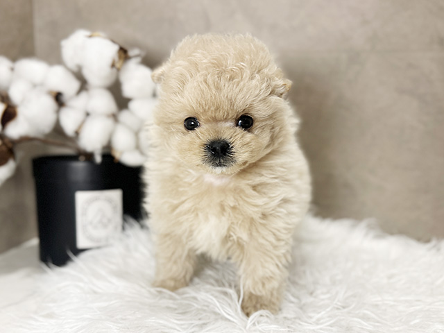 ポメプー, 性別 男の子, 誕生日 2025/10/10, 毛色 アプリコット, 出身 栃木県, 店舗 青山店(東京都), お問い合わせ番号 2508032