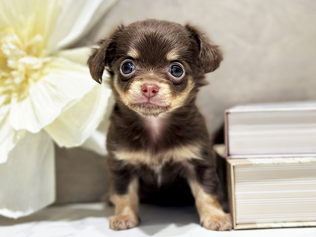 東京都のチワックス(チワワ×ダックス) (ペッツファースト代官山店/2025年10月10日生まれ/女の子/チョコレートクリーム)の子犬の1枚目の画像