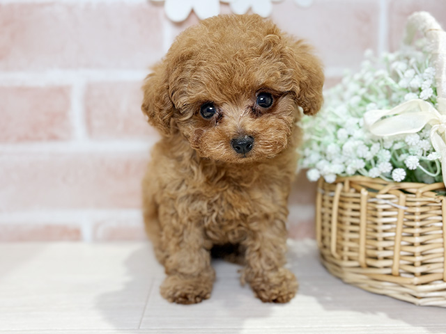 埼玉県のトイプードル(タイニー) (ペッツファースト岩槻店/2025年10月2日生まれ/男の子/レッド)の子犬の1枚目の画像