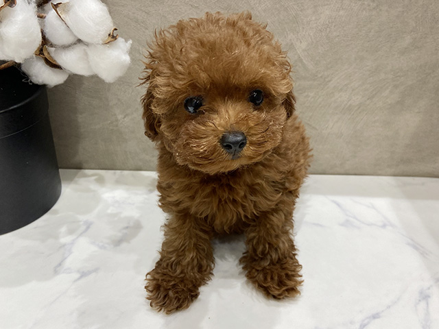 愛知県のトイプードル(タイニー) (ペッツファースト名古屋栄店/2025年10月10日生まれ/女の子/レッド)の子犬