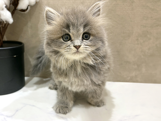 大阪府のラガマフィン (ペッツファースト難波店/2025年10月10日生まれ/女の子/ブルータビー)の子猫の1枚目の画像