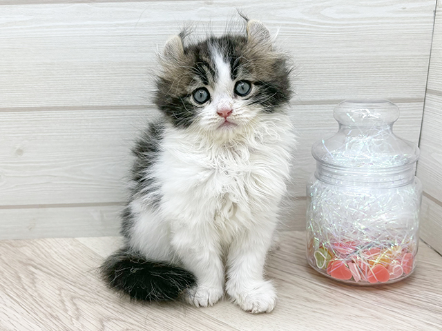 東京都のアメリカンカール (ペッツファースト渋谷店/2025年10月8日生まれ/男の子/ブラウンタビーホワイト)の子猫の1枚目の画像