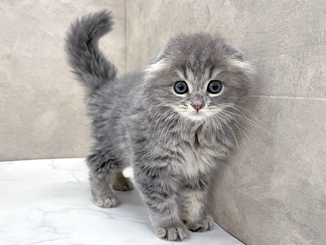 東京都のスコティッシュフォールド (ペッツファースト八王子多摩美大前店/2025年10月1日生まれ/男の子/ブルータビー)の子猫