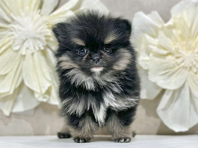 東京都のポメチワ/チワポメ/ポメチー(ポメラニアン×チワワ) (ペッツファースト原宿店/2025年10月8日生まれ/男の子/ブラックタンホワイト)の子犬の1枚目の画像